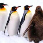 Hokkaido Secret Discovery Tour Depart from Sapporo - Cost-Effectiveness and Value