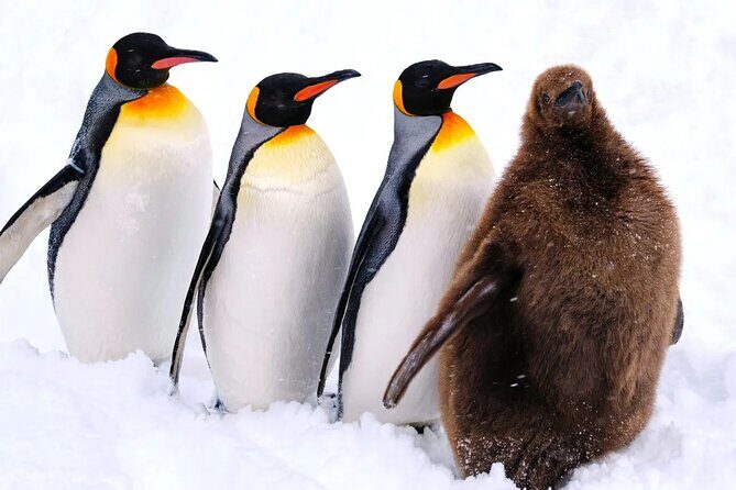 Hokkaido Secret Discovery Tour Depart from Sapporo - Cost-Effectiveness and Value