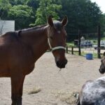 Horse Riding - Who Should Consider This Tour?