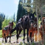 Horse riding adventure in mountains! - Practical Tips for Your Horse Riding Adventure