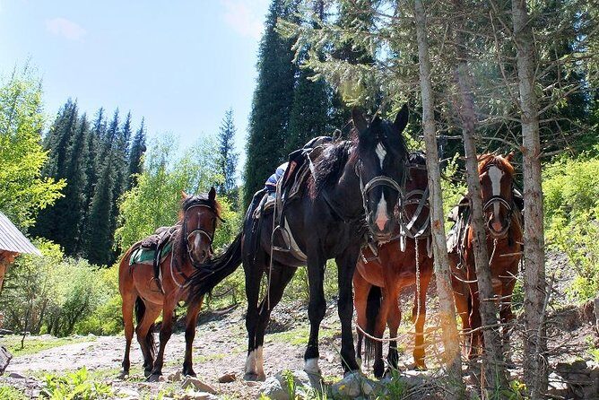 Horse riding adventure in mountains! - Practical Tips for Your Horse Riding Adventure