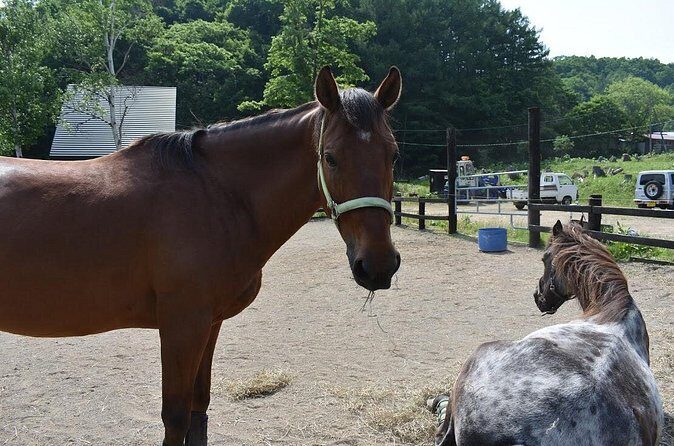 Horse Riding - Who Should Consider This Tour?