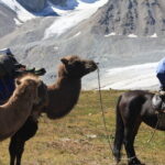 Horse Trekking in Altai Tavan Bogd National Park - Pricing and Value