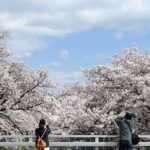 Hot Spring Bath / Onsen and Sakura / Cherry Blossom Viewing - Why This Tour Offers Good Value