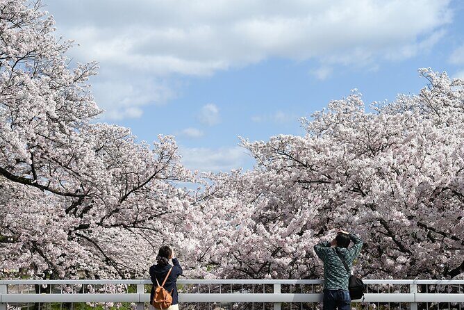 Hot Spring Bath / Onsen and Sakura / Cherry Blossom Viewing - Why This Tour Offers Good Value