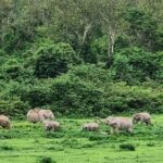 Hua Hin Kuiburi Wild Elephant Watching - Who Should Consider This Tour?