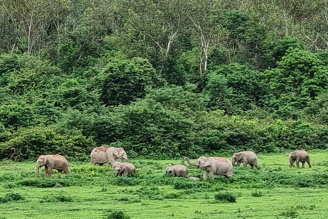 Hua Hin Kuiburi Wild Elephant Watching - Who Should Consider This Tour?