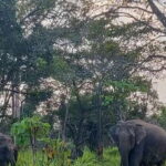 Hurulu Eco Park: 3-Hour Morning or Evening Safari - Who Will Love This Safari?