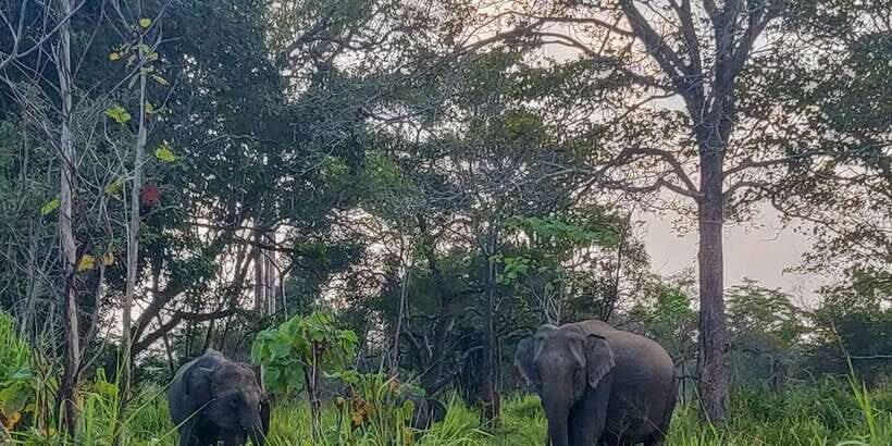 Hurulu Eco Park: 3-Hour Morning or Evening Safari - Who Will Love This Safari?