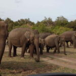 Hurulu Eco Park Safari - Who will enjoy this safari?