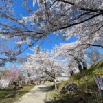Iiyama Castle Cherry Blossom and Nozawa Onsen Morning Tour - Who Would Enjoy This Tour?