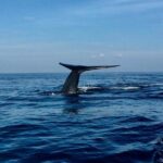 Immersive dolphin and whale watching mission on a secret boat  Trincomalee - An In-Depth Look at the Trincomalee Whale and Dolphin Tour