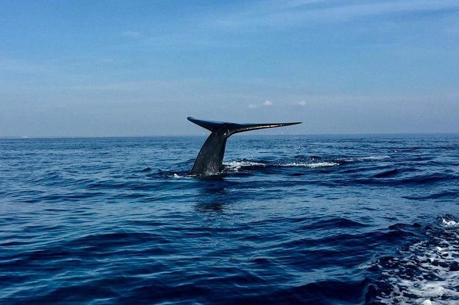 Immersive dolphin and whale watching mission on a secret boat Trincomalee - An In-Depth Look at the Trincomalee Whale and Dolphin Tour