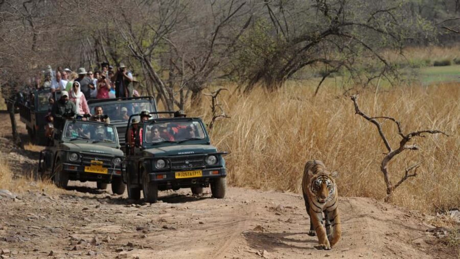 India Golden Triangle Tour With Tiger Safari 7 Day - Considerations for Travelers