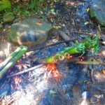 indigenous Forest experience Manila 2023 - Considering the Value