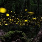 Ishigaki Sunset Limited Time Yaeyama Firefly Viewing Tour - The Sum Up