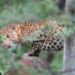 Jaipur: Discover the Hidden Leopards of Jhalana - Evaluating the Value