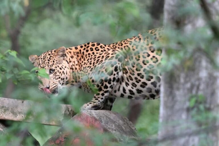 Jaipur: Discover the Hidden Leopards of Jhalana - Evaluating the Value