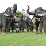 Jaipur Elephant Experience: Bond, Connect, and Learn - Addressing the Possible Drawbacks