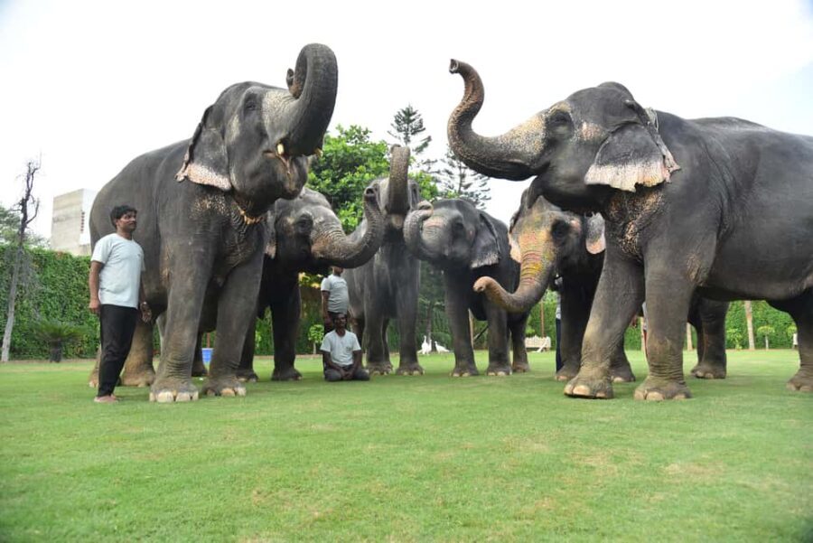 Jaipur Elephant Experience: Bond, Connect, and Learn - Addressing the Possible Drawbacks