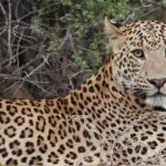 Jaipur: Half-Day Jhalana Leopard Safari with Guide - FAQ