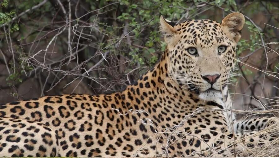 Jaipur: Half-Day Jhalana Leopard Safari with Guide - FAQ