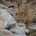 Jaipur: Jhalana/amagarh Leopard Safari - What Makes This Safari Stand Out