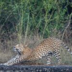 Jaipur: Leopards Safari Tour at Jhalana l Spot Wild Animals - Why This Tour Works for Travelers