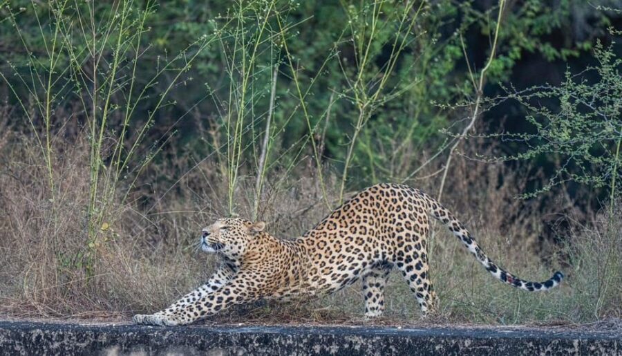 Jaipur: Leopards Safari Tour at Jhalana l Spot Wild Animals - Why This Tour Works for Travelers