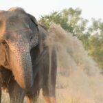 Jaipur: Private Elephant Sanctuary - Why This Tour Works