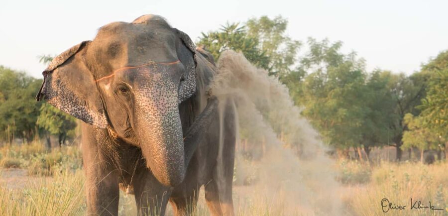 Jaipur: Private Elephant Sanctuary - Why This Tour Works