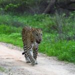 Jaipur: Private Guided Jhalana Leopard Safari Tour - Final Thoughts