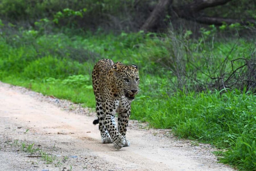 Jaipur: Private Guided Jhalana Leopard Safari Tour - Final Thoughts
