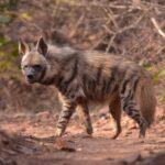 Jaipur: Private Guided Safari at Amagarh Leopard Reserve - What to Expect on Your Safari