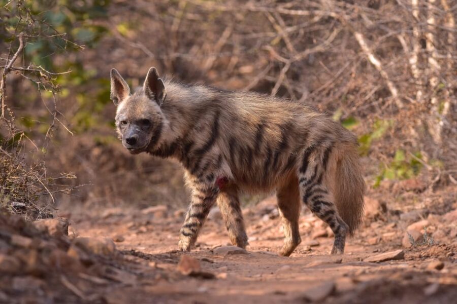 Jaipur: Private Guided Safari at Amagarh Leopard Reserve - What to Expect on Your Safari