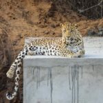 Jaipur: Private Jhalana Leopard Safari Tour - The Sum Up: Is the Jhalana Leopard Safari Worth It?