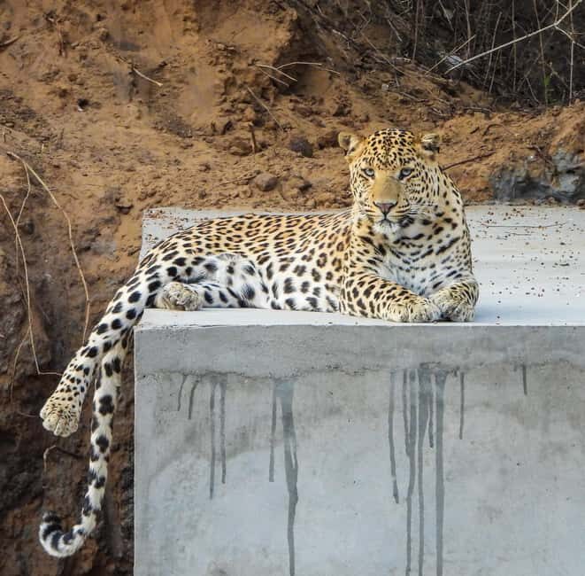 Jaipur: Private Jhalana Leopard Safari Tour - The Sum Up: Is the Jhalana Leopard Safari Worth It?