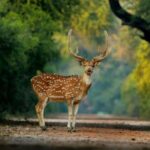 Jaipur: Ranthambore National Park Safari with Hotel Pickup - How the Itinerary Breaks Down