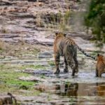 Jaipur: Ranthambore Tiger Safari Round Trip with Transfers - Practical Details and Tips