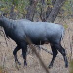 Jaipur to Ranthambore Same Day Tiger Safari - Authentic Experiences and Honest Feedback