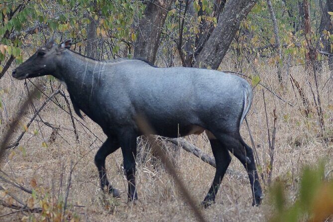 Jaipur to Ranthambore Same Day Tiger Safari - Authentic Experiences and Honest Feedback