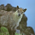 Japanese Serow Watching Tour - The Sum Up