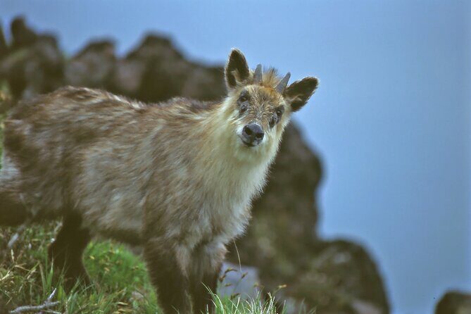 Japanese Serow Watching Tour - The Sum Up