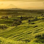 Jatiluwih Rice Terrace & Tanah Lot Tours - Practical Details & Tips