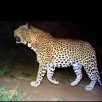 Jawai: Leopard Safari and Wildlife Experience - Why This Safari Stands Out