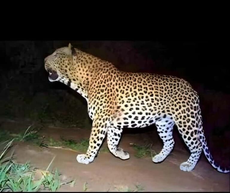 Jawai: Leopard Safari and Wildlife Experience - Why This Safari Stands Out