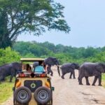 Jeep Safari to Yala National Park With an Expert Of Wild Life - FAQ Section