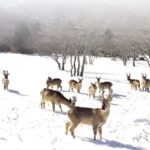 Jeju Island: SouthWest UNESCO Highlights Full-Day Tour - What to Expect and Practical Tips