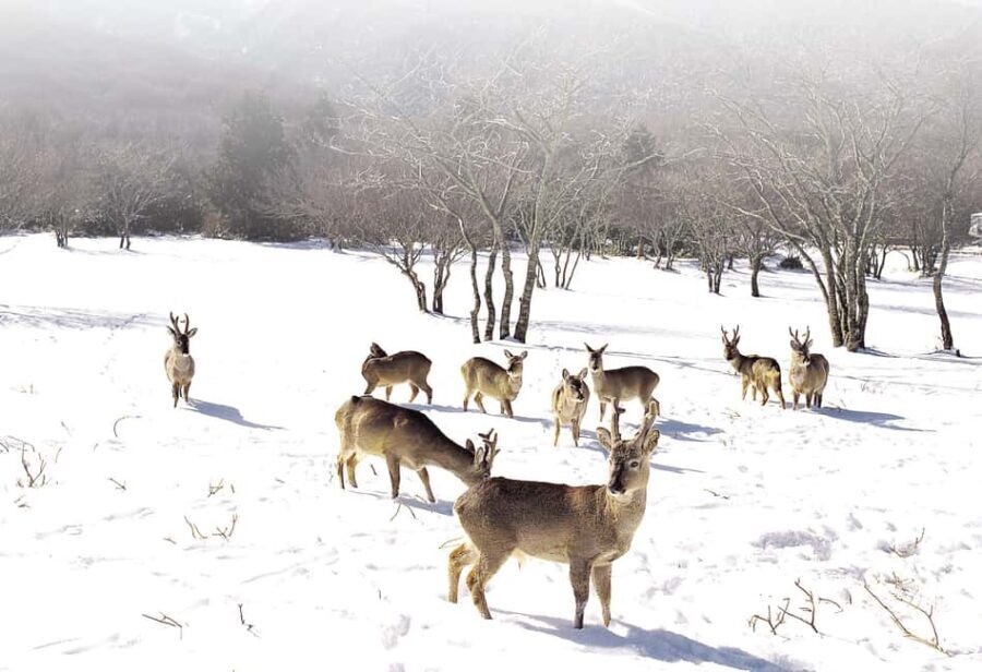 Jeju Island: SouthWest UNESCO Highlights Full-Day Tour - What to Expect and Practical Tips