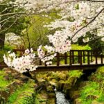 Jeju West Small Group Tour Cherry Blossom Strawberry Picking - A Detailed Look at the Jeju West Small Group Tour